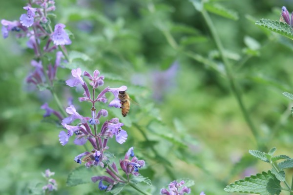☆お盆の営業について☆