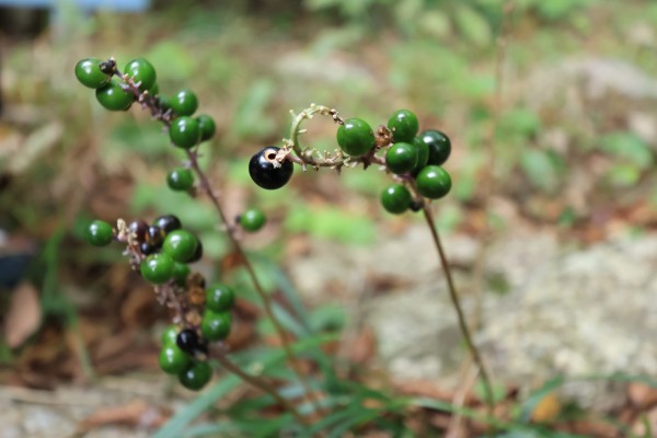 ☆年末年始の営業について☆