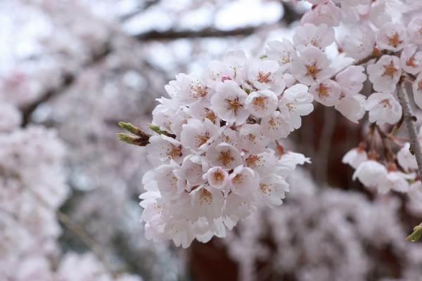 ☆ゴールデンウィークについて☆